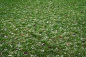 lawn frost