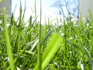seeding grass